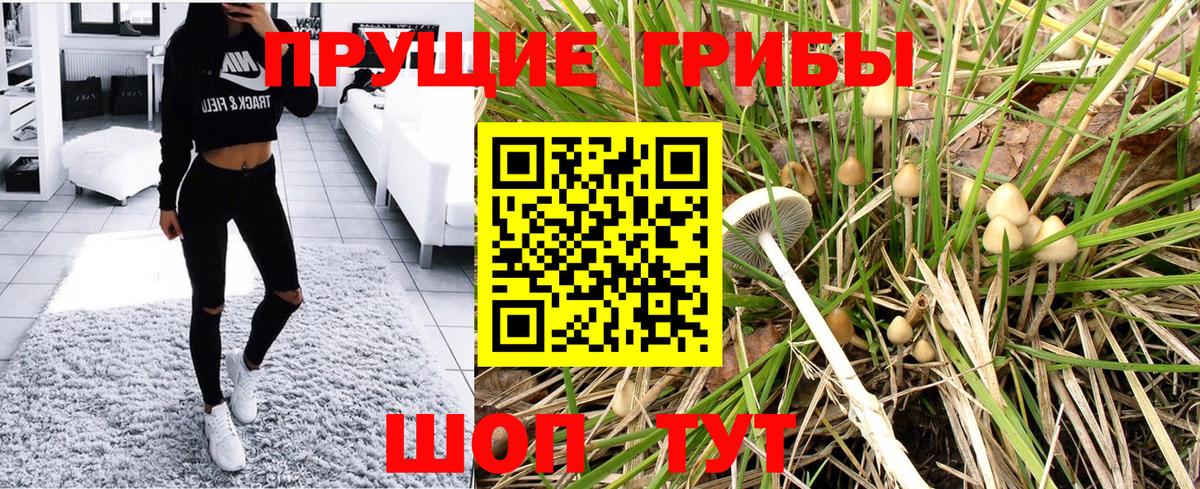 Галлюциногенные грибы Psilocybine cubensis  Сертолово 